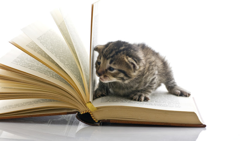 DVS pest control and exterminator