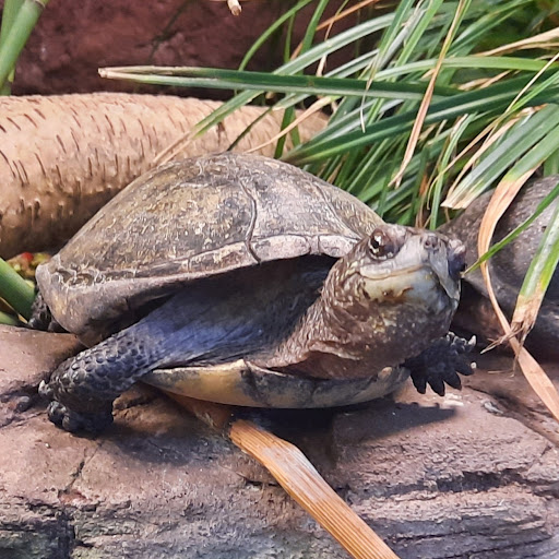 Reptielenhuis - Thumbnail