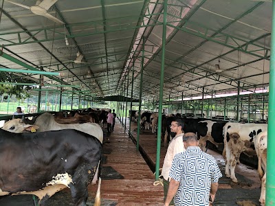 Photos of ADL Beef Cattle Farm