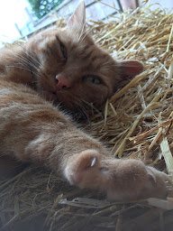 Photo n°30 de La Ferme de Woimbey à Woimbey (Parc de loisirs)