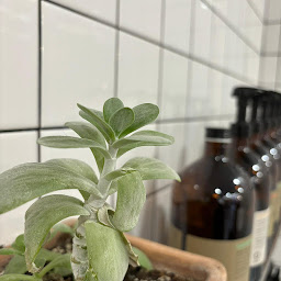 Photo n°21 de Le Capillarium à Tours (Salon de coiffure)