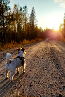 Lemmikkitarvike LapinTassu Vapaudenkatu 2, 98100 Kemijärvi, Suomi