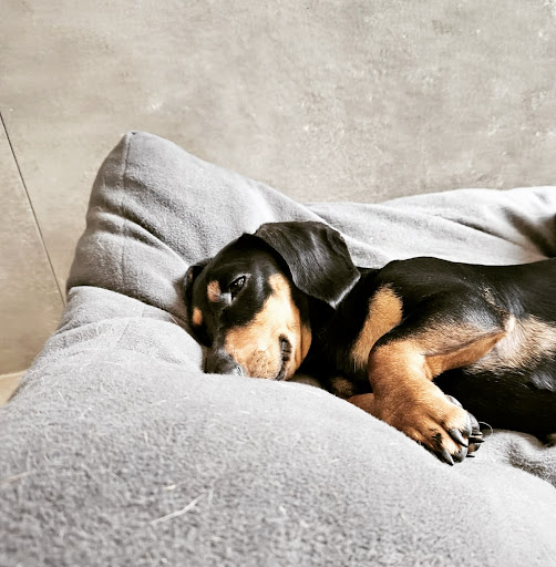 www.mydogresort.nl