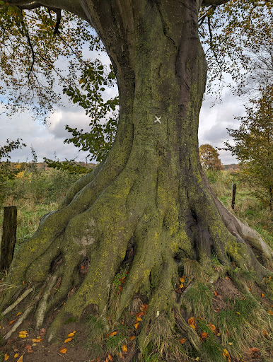 Alte Rotbuche - Thumbnail