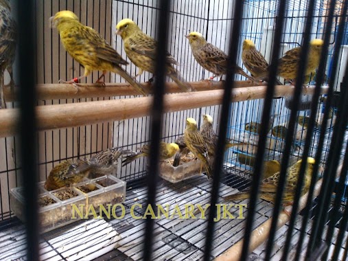 Nano Canary Jkt, Author: Narno Giri