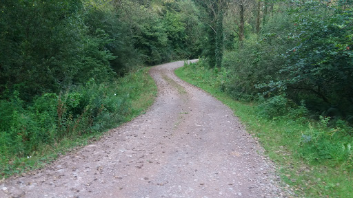 Sheldon Forest Nr Sheldon Gallery - United Kingdom