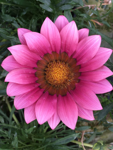 Floricoltura Montin di Montin Federico - Thumbnail