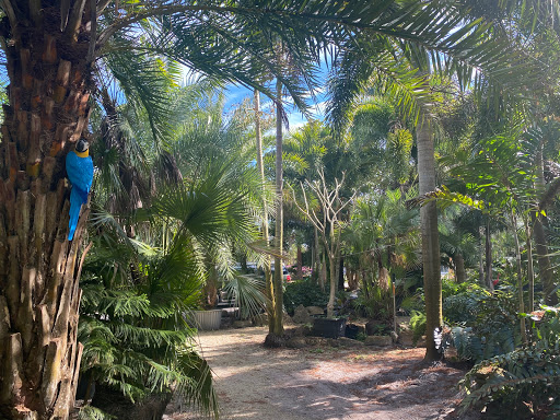 Palm House - Visual