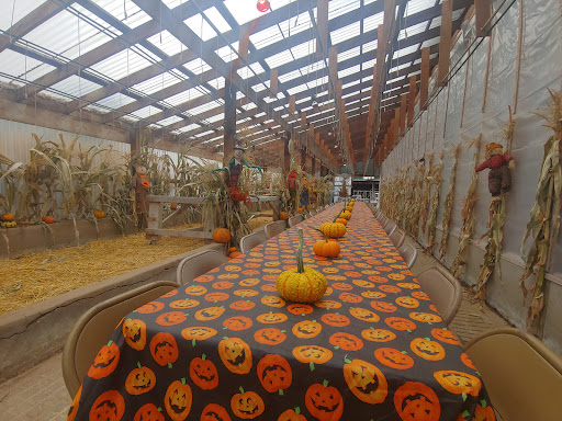 Vancouver Pumpkin Patch - Visual