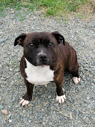 Photo n°19 de Élevage de la Pepey à Montsûrs (Éleveur de chiens)