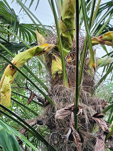 Steefs Palmboomkwekerij