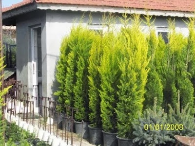 Photos of &Ccedil;İ&Ccedil;EK SERA