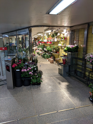 Medis Blommor
