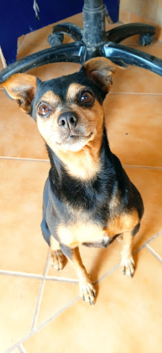 Hotel para perros Lumpis Paraiso