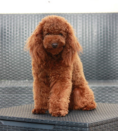 Photo n°2 de Elevage de Caniche Nain 'poodle' du mas d'aigret à Arçay (Éleveur)