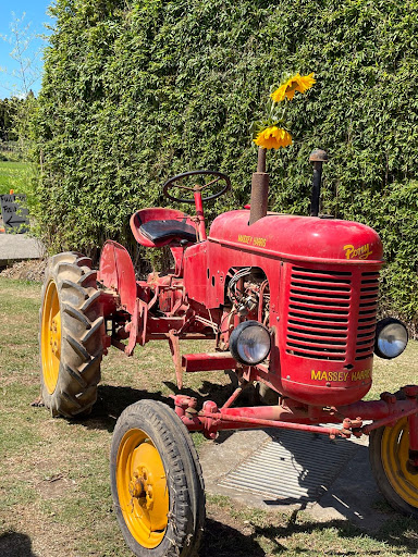 Franklin Farm - Sunflower Fields - Auckland - Thumbnail
