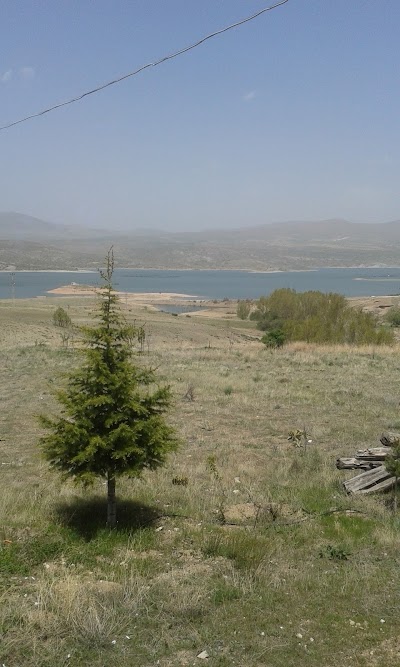 Photos of 55 Year Memorial Forest
