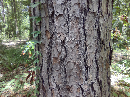 Oakbrook Nature Trail - Thumbnail