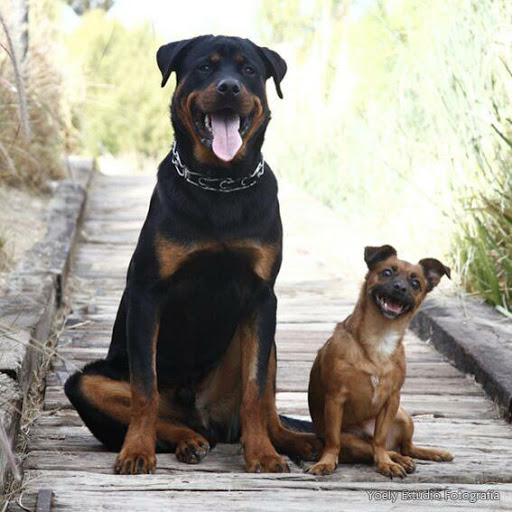 Centro Veterinario Wecan La Creu II