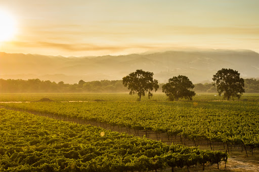 RIVINO Winery