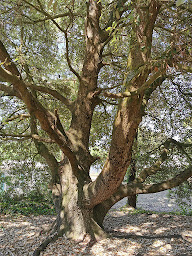 Photo n°21 de Camping Les Salines Saint-Hilaire-de-Riez à Saint-Hilaire-de-Riez (Terrain de camping)