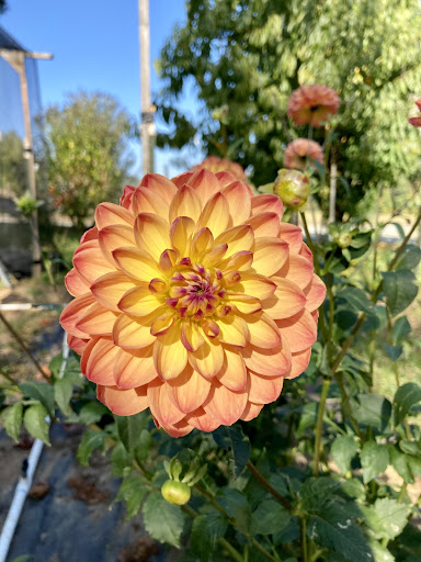 Clack's Dahlia Patch - Visual