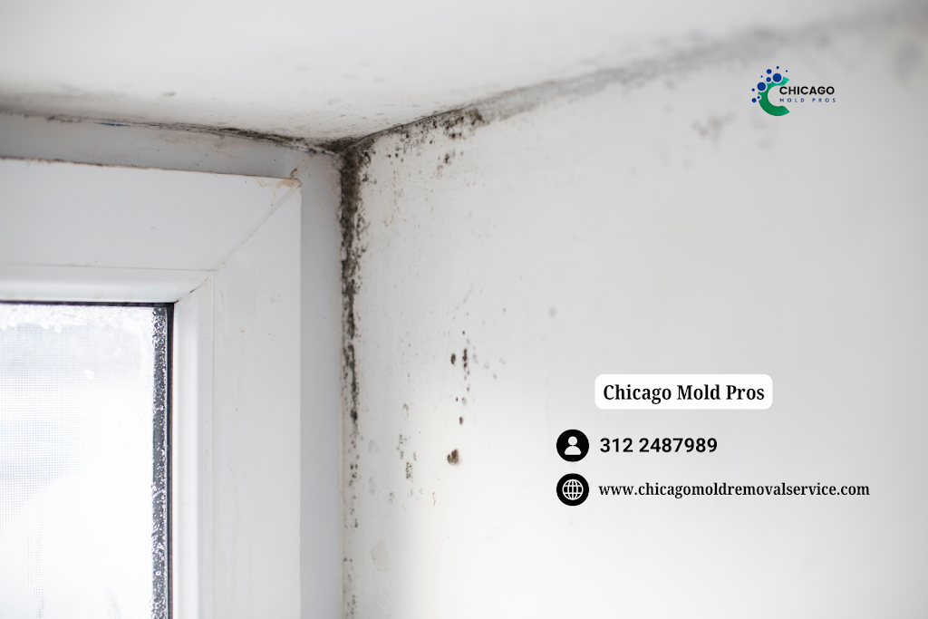Chicago Mold Pros photo