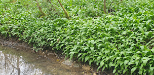Photo n°11 de Chez Émile à Humes-Jorquenay (Chambre d'hôtes)