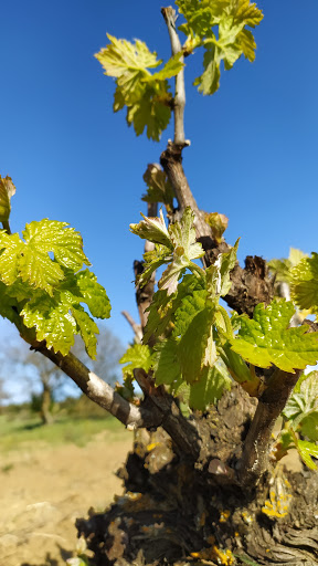 BODEGA VIÑARUBIALES