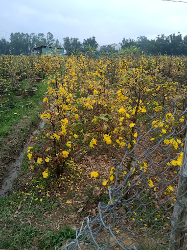 Vườn Mai Quang Lại, Chợ Chánh Mẫn, Cát Nhơn, Phù Cát, Bình Định