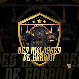 Photo n°4 de Des molosses de garabit à Val d'Arcomie (Ferme d'élevage)