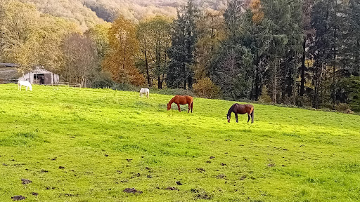 Al'o cheval ici la terre - Médiation Animale - Thumbnail