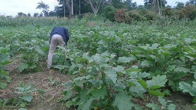 Photos of Market Niangon Right