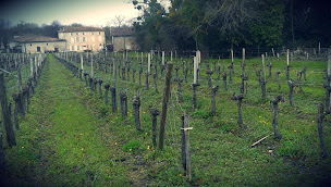 Photo n°2 de Vignobles Trinque SARL - Château Peyreyre à Saint-Martin-Lacaussade (Établissement vinicole)