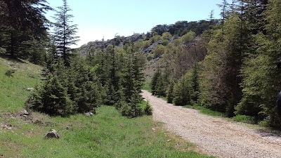 Photos of Al-Shouf Cedar Reserve