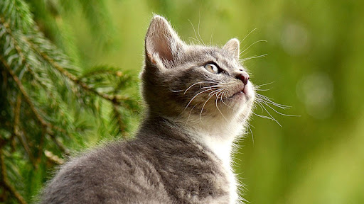 Clínica Veterinaria Eluvet