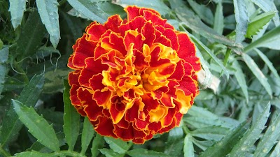 Photos of باغات حکم آباد