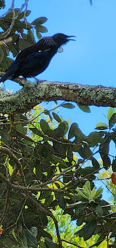 Freyberg Park Eels - Thumbnail