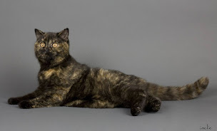 Photo n°7 de CHATTERIE DE VALFLEURY à Valfleury (Éleveur)