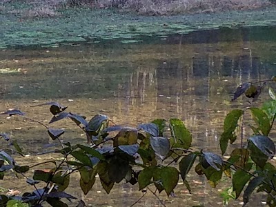 Photos of Mitchell Memorial Forest