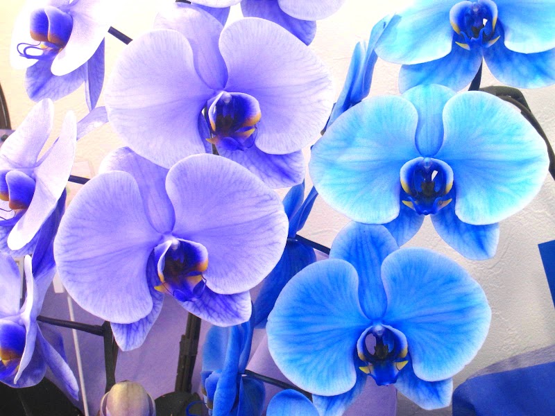 株式会社 花樹園