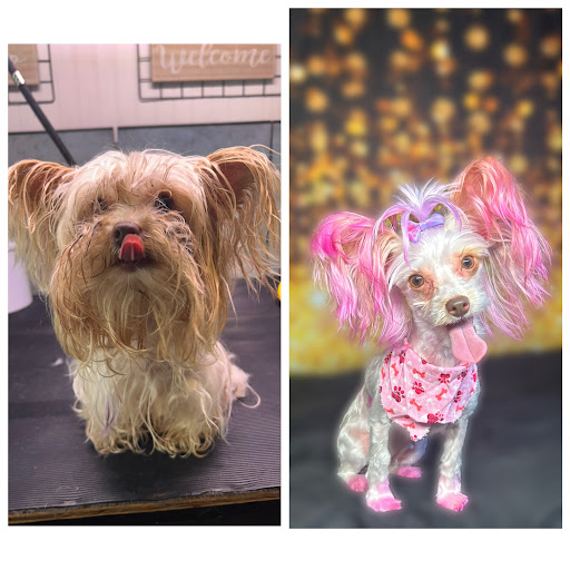 OUTRISE PET SALON