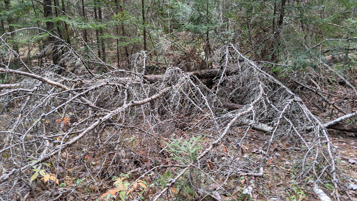 Jack Pine Park - Visual