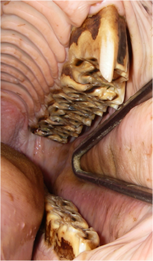 Northeast Equine Veterinary Dental Services, LLC - Thumbnail