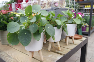 Photo n°10 de GAMM VERT à Migennes (Pépinière)