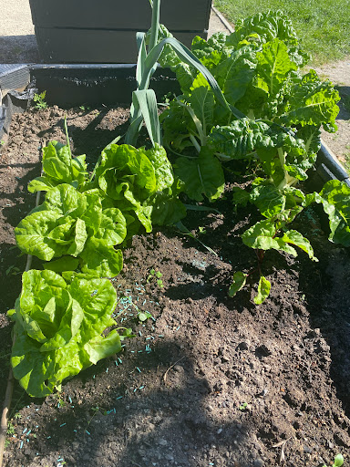 Taradale Community Garden - Thumbnail