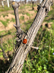 Photo n°6 de Domaine Nicolas Boudeau à Odenas (Vignoble)