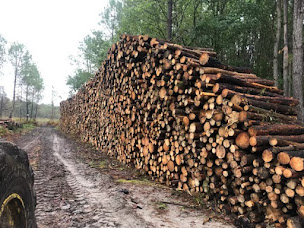 Photo n°3 de Lopoli Forest à Saugnac-et-Muret (Siège social)