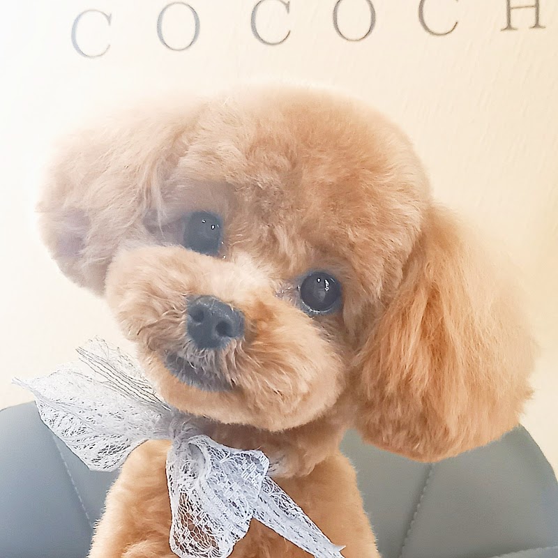 ドッグサロン ここち(DogSalon COCOCHI)
