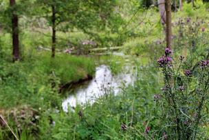 Photo n°6 de L'Ephémère de Bourgogne à Champeau-en-Morvan (Site de pêche)